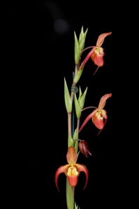 Phragmipedium QF Malia Fireworks AM/AOS 80 pts.Inflor	